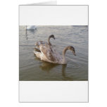 Jeune lac swans cartes de vœux