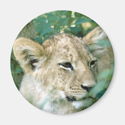 jeune lion Young lion Aimants