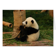 Jeune panda géant. Chengdu, Chine Cartes De Vœux