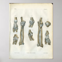 Joints de la copie d'anatomie de coude et de bras posters