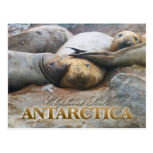 Joints d'éléphant du sud, péninsule antarctique carte postale