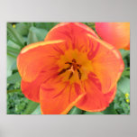 Jolie copie de tulipe affiches
