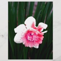 Jonquille de rose et blanche double tract personnalisé