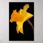 Jonquille jaune sur l'affiche noire