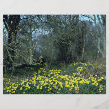 Jonquilles de la forêt prospectus en couleur