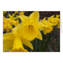 Jonquilles de ressort cartes