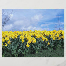 Jonquilles de ressort, Shrewsbury, Shropshire, Ang Prospectus En Couleur