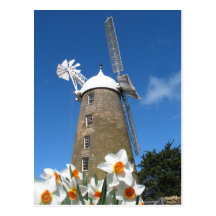 jonquilles et moulin à vent cartes postales