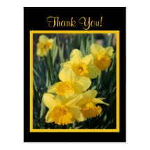 Jonquilles jaunes cartes postales