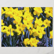 Jonquilles Prospectus Personnalisés