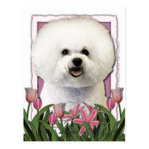 Jour de mères - tulipes roses - Bichon Frise Cartes Postales
