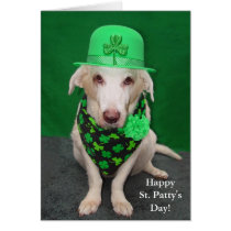 Jour de St Patty drôle de chien