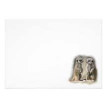 jumeaux de bébé de meerkat bristol
