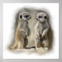 Jumeaux de bébé de Meerkat Posters