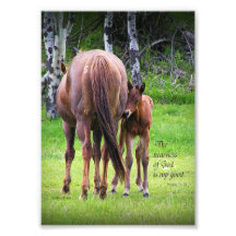 Jument avec le colt - proximité de Dieu copie 5 x  Photos Sur Toile