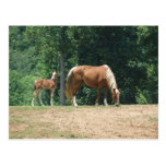 Jument et colt de montagne rocheuse cartes postales