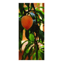 Juste couleur pêche cartes doubles