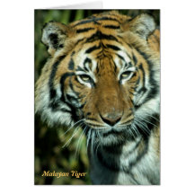 Kaart: Maleise Tijger (Portret)