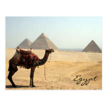 kameel piramide wenskaart
