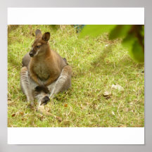 Kangarooooooo Plaat