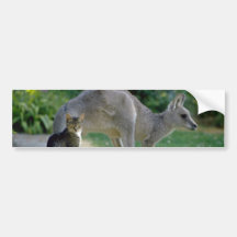 Kangourou et chat gris orientaux, Australie la Flo Adhésif Pour Voiture