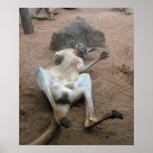 Kangourou Posters