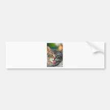 Kat Bumpersticker