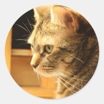 Kat in het licht ronde stickers
