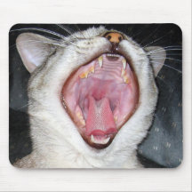 kat muis mat