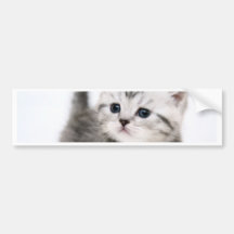 kat tijd bumperstickers