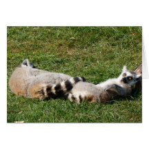 Katta Lemur wollen schlafen Karten