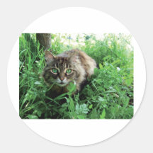 Katze Adhésif