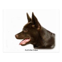 Kelpie australien 9P24D-134 Cartes Postales