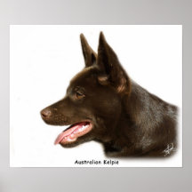 Kelpie australien 9P24D-134 Affiches