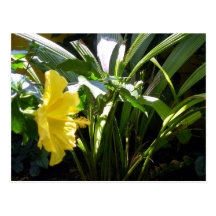 Ketmie jaune carte postale
