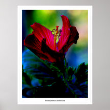 Ketmies de floraison (luminescentes) posters