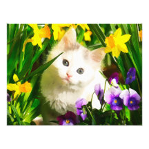 Kitty mignon impression photographique