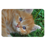 Kitty tigré rouge magnets en rectangle