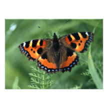 Kleine schildpad, urticae Aglais Persoonlijke Aankondigingen