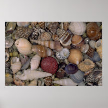 Kleine shells Shell Afdruk