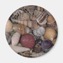 Kleine shells Shell Koelkast Magneten
