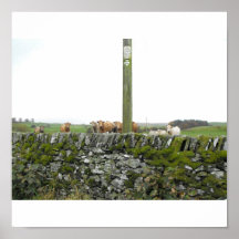 koeien en schapen die u bekijken plaat