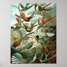 Kolibrie (Trochilidae) door Haeckel Poster