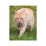 Komende het canvasdruk van de kat stretched canvas afdrukken
