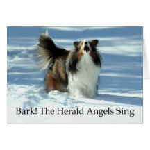 Kondig Sheltie aan Wenskaart