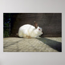Konijn Print