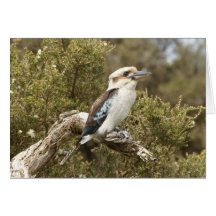 Kookaburra Kaart