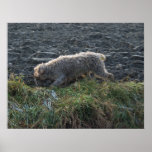 Korthals Griffon - Tsjip die het land zwerven Plaat