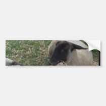 La birdie et les moutons autocollants pour voiture