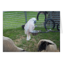 La birdie et les moutons cartes